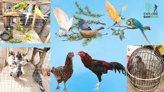 Birds Mandi-Market ringroad Peshawar Pakistan