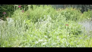 Early June in the Naturalistic garden.