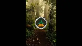 [SOLD] Poesia Acústica Type Beat 2021 - 