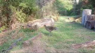Tolmie trail camera compilation including rare alpine dingo pup Australia