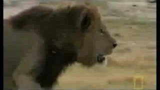 Lions fighting