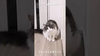 ゴハンを食べ終わった猫に話しかけたら塩対応されたｗ