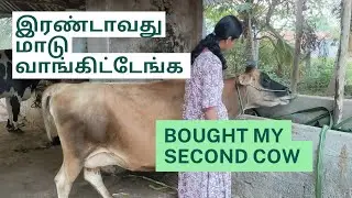 என் இரண்டாவது மாடு வாங்கிய கதை /My second cow purchase story #cow #villagerlifestyle #cowvideos 