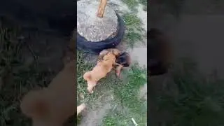 Svi kučići se bore.All the puppies are fighting.