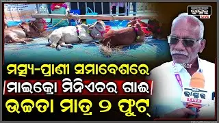 ମତ୍ସ୍ୟ-ପ୍ରାଣୀ ସମାବେଶରେ ଆସିଛନ୍ତି ମାଇକ୍ରୋ ମିନିଏଚର ଦେଶୀ ଗାଈ... ଗାଈର ଉଚ୍ଚତା ମାତ୍ର ୨ ଫୁଟ୍..