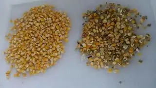 Corn color sorting#corn #cornrows #maize #maizefarming #colorsorter #colorsorting #machine