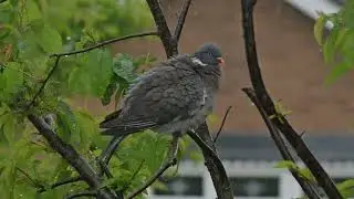 Woodpigeon showering in the rain