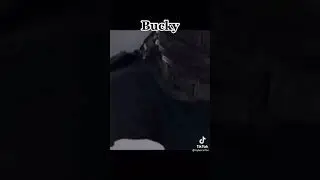 Bucky&rsquo;s Murder Strut