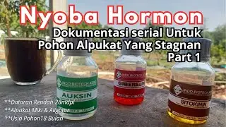 Nyoba Semprot Hormon Auksin Giberlin Sitokinkin Untuk Pohon Alpukat Yang Stagnan / Kerdil
