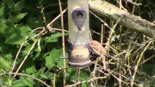 Tree Sparrow (Passer montanus)