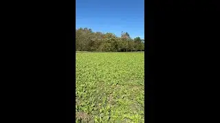 Growth with the cover crops! #FarmOnCentral #CarlisleOhio #OrganicFarm #FarmLife