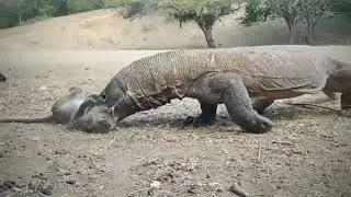 part 2.. Komodo dragons eat monkeys  still alive