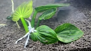 ADA 60P | San Sui Stone Tank | Plants + Water 4K