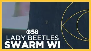 Biting lady beetles swarm southeast Wisconsin; are they dangerous?
