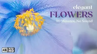 4K Elegant Flowers Wallpaper Screensaver | Beautiful Flower Slideshow - No Music