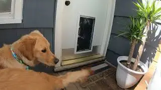 Golden Retriever through MaxSeal Door Mount Pet Door