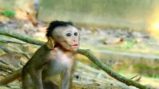 Very brave baby monkey????