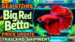 Exotic Full Moon Betta Fish 🐟💎 | New Thailand Shipment at Burns Road Sea Store