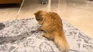 Cat vs string rope toy game | Plowythecat