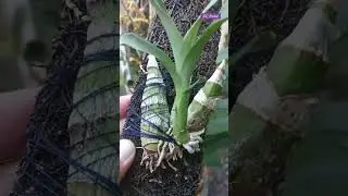 Hampir mati di pot, tempel pakis sehat😄