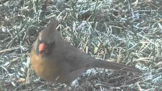 Bosn's Backyard Birds