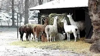 [PointFOOTAGE] Animals - Camels - Lama Llama mixed herd feeder hay farm - LS - 116023