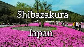 Breathtaking beauty of  Shibazakura Flower Festival, Japan