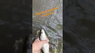 RILLIS IKAN HAMPALA #castinghampala #shorts