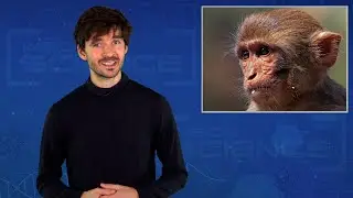 Macaque Monkeys, Prediction of Peak COVID-19 Months, and a Beetle