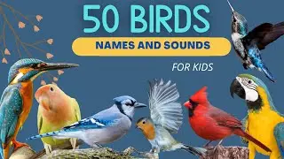 50 Birds For Kids | Robin, Cardinal, Flamingo, Kingfisher, Hummingbird +more.