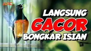 MURAI BATU GACOR ‼️TEMBAKAN MEWAH SUPER PEDES MEMANCING MURAI BATU LAIN TAK MAU DIAM