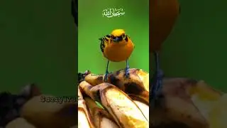 #Allah per bharosa,#Allah,Bharosa,God, Rizek,shorts, YouTube shorts,#Quran, Spirituality