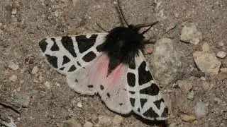 [Wikipedia] Grammia bolanderi