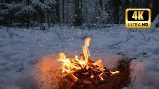 Cozy Crackling Fire in a Silent Winter Forest | Perfect for Sleep, Study & Relaxation