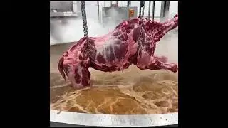 Engineering the World's Largest Roast: Inside the Massive Camel Cooking Facility