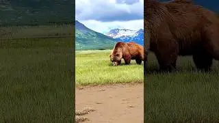 Before & After Animals Growing Up. Amazing Animal Transformation💥 #animals #animaltransformation