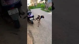 Naughty Dog Marking his Territory #short #shorts #youtube #youtubeshorts #dog #pets