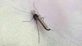 An insect, video taken with macro camera of my mi note 10 pro