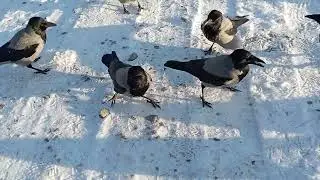 Crows & Jackdaws are extra Hungry this windy,freezing day 🥰 (false predator alarm at the end)