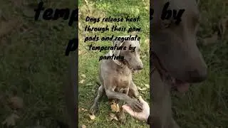 Paws and Pants: How Dogs Stay Cool and Comfy! #viral #shortvideos #facts