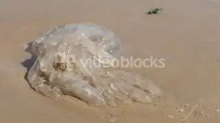 WORRYING SIGN OF GLOBAL WARMING WITH DEAD GIANT TRUE JELLYFISH MEDUSOZOA ON HCBYMZCYG