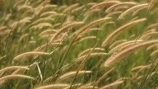 reeds grass wind golden sunshine afternoon video free footage