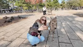 Osaka Day Three: Nara Deer Park and Picking Up a JDM Car