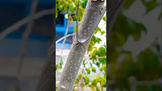 Amazing grafting technique🌳🌳#airlayering #ombur #grafting #bonsai #gardening #diy #craft