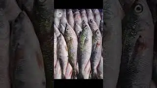Inside a World-Class Fish Processing Factory