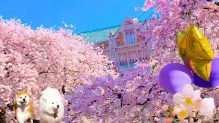Cherry Blossom at UW in Seattle 2024