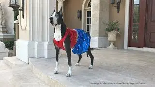 Great Dane Models Wonder Woman Halloween Costume