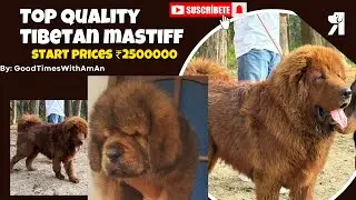 Tibetan Mastiff Dog 🐕 The father of all Mastiffs ￼ best, God breed dog 🐶