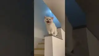 My white cat laughing #shorts