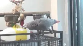 drumming parrot playing drums like a pro